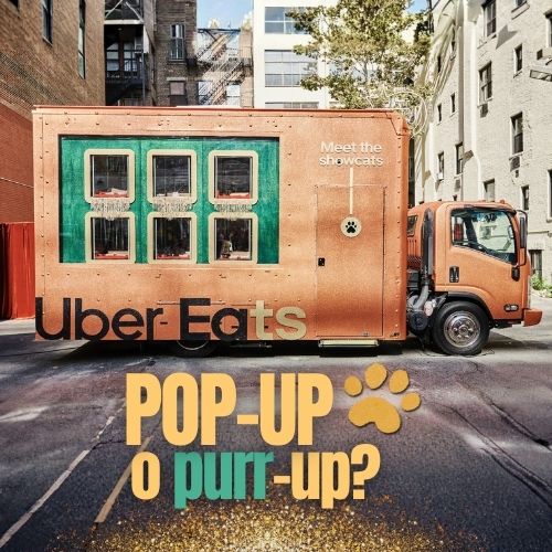 Uber Showcats convierte la adopción en experiencia felina