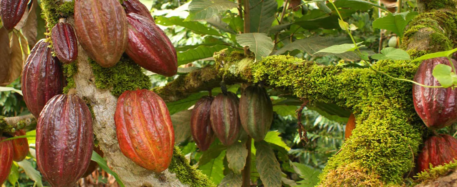Ruta del Cacao en Comalcalco